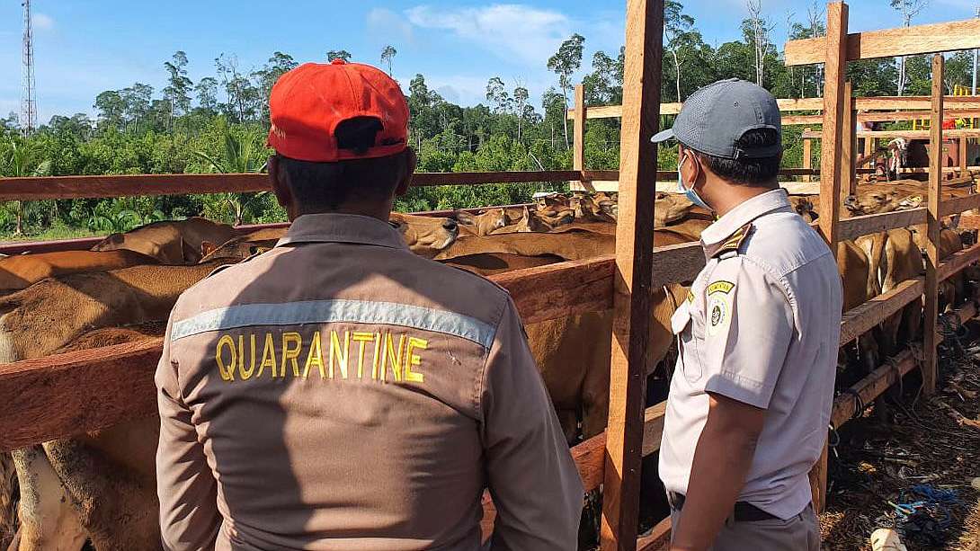 Karantina Timika Periksa Ratusan Sapi Kiriman Asal Sorong Papua Detik