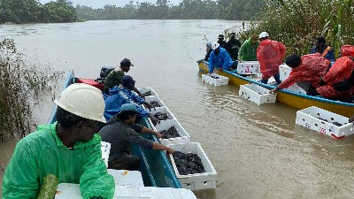 Pelepasaliaran kura-kura moncong babi di hutan adat Kampung Nayaro, Distrik Mimika Baru, Kabupaten Mimika, Papua Tengah. Rabu (7/8/2024) Foto: Faris/Papua60detik