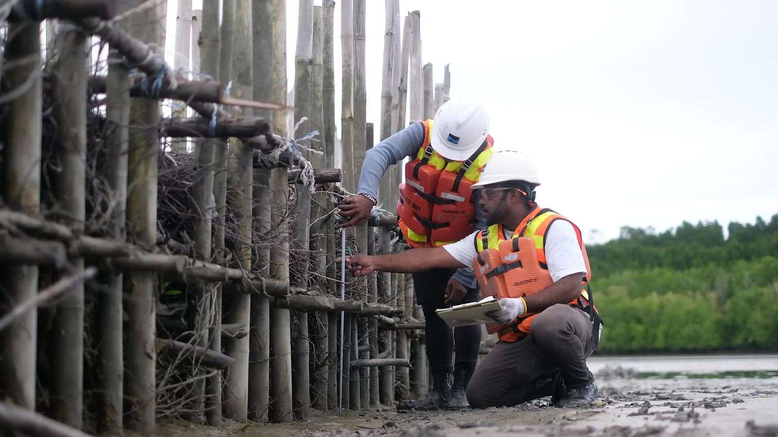 Program Estuary Structure PT Freeport Indonesia di muara Sungai Ajkwa. Foto: Corcom PTFI