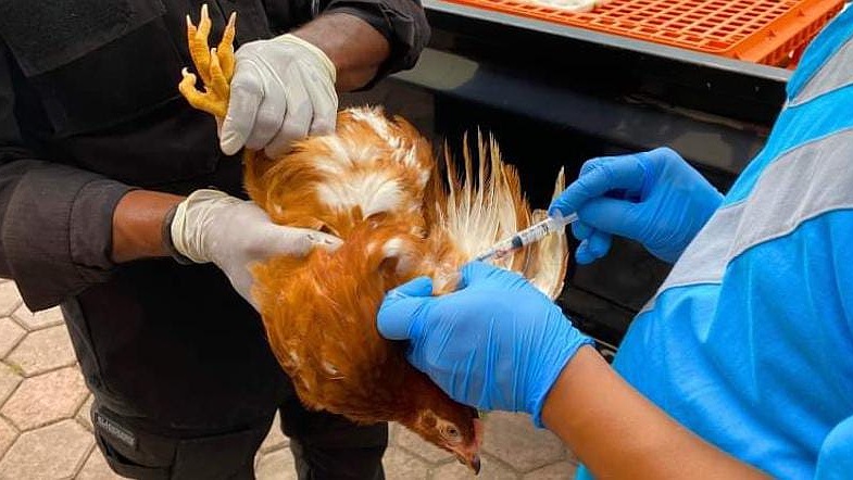 Petugas saat memeriksa ayam yang akan dikirim ke Asmat. Foto: Karantina Timika.