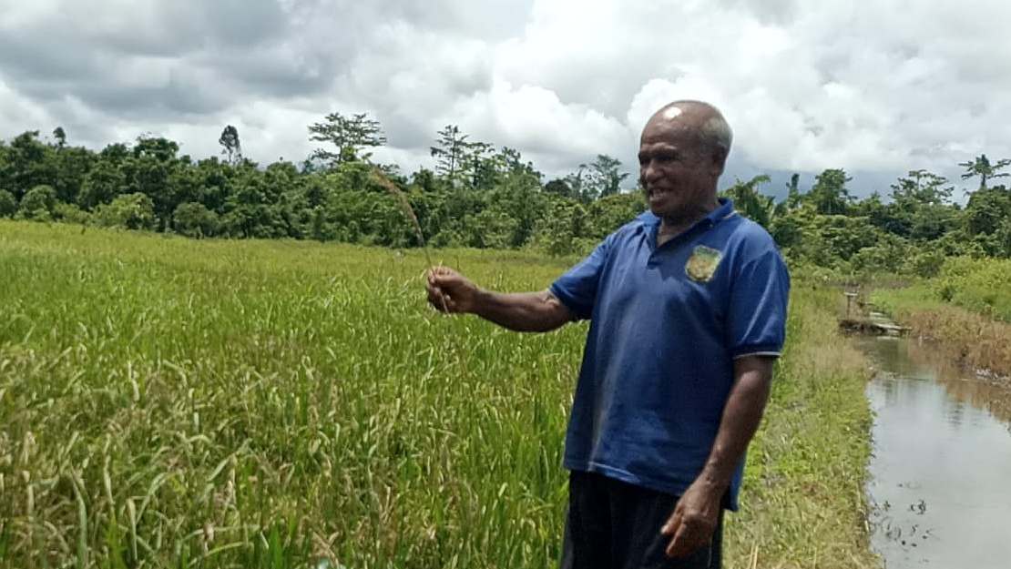 cerita-yakobus-pani-petani-padi-dari-sp7-mimika