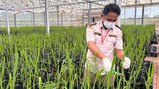 Petugas Karantina Hewan dan Tumbuhan melakukan pengambilan sampel daun tebu. Foto: Jamal/ Papua60detik