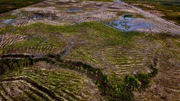 Tampak kawasan hutan yang telah digusur oleh salah satu perusahaan tebu atas nama PSN di Merauke, Papua Selatan. Foto : Istimewa