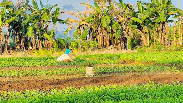 Petani Sayur di kawasan Bandara Mopah Merauke. Foto: Ami/ Papua60detik