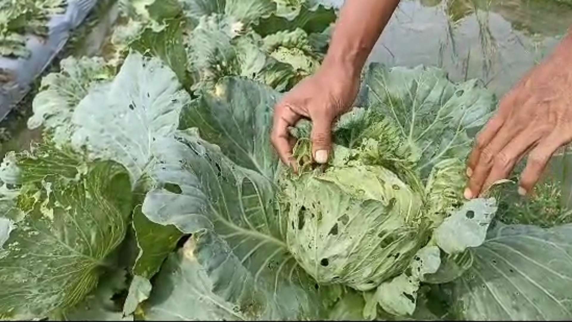 Petani sayur di SP4, Budi menunjukkan sayur kol di lahannya yang mengalami pembusukan, Senin (17/7/2023). Foto: Eka/ Papua60detik