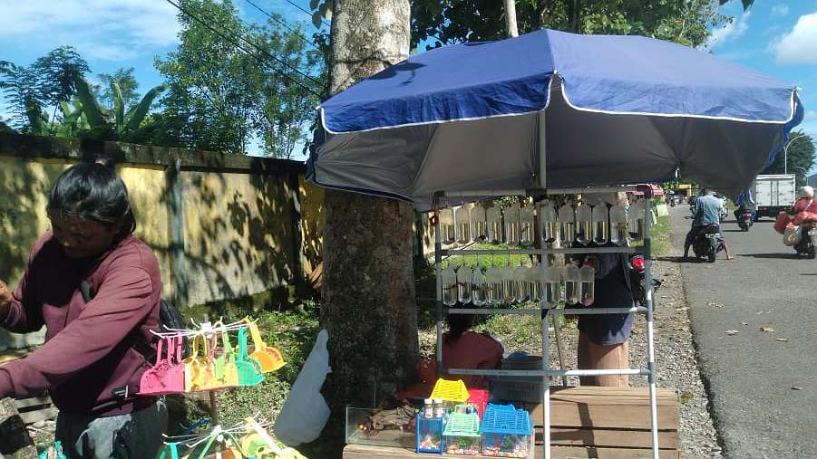 Tempat menjual ikan hias milik Afisa, Foto: Martha/ Papua60detik