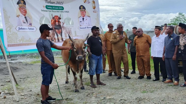 idul-adha-pemkab-mimika-bantu-45-ekor-sapi-kurban-untuk-umat-islam